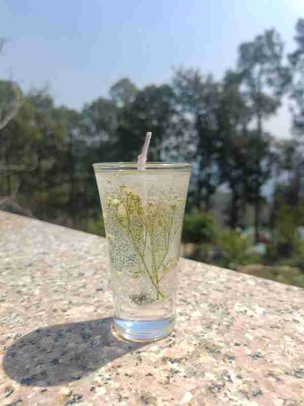 Plant Candle